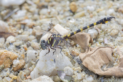 Paragomphus capricornis