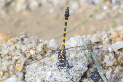 Paragomphus capricornis