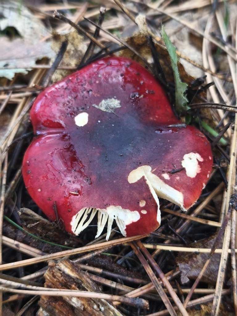 Russula xerampelina · November 2025 · photo: © mycototor (iNaturalist, cc-by)
