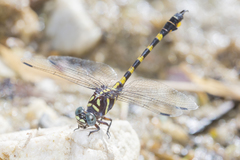 Paragomphus capricornis