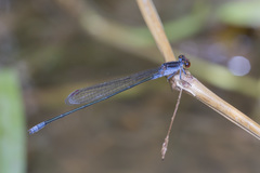 Pseudagrion pruinosum