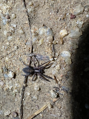 Teminius insularis