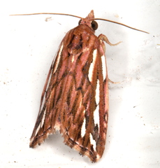 Meyrickella torquesauria
