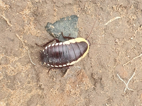 Cosmozosteria bicolor