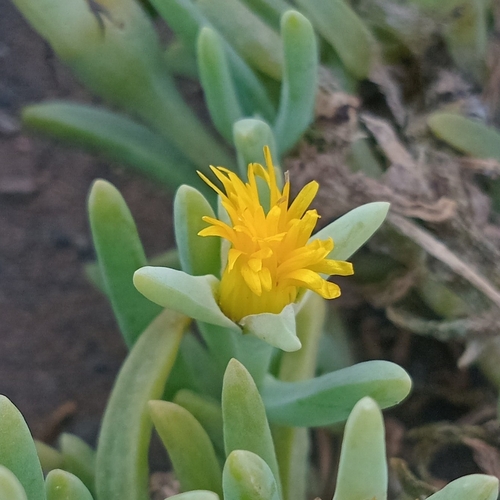 Mesembryanthemum thunbergii Haw.