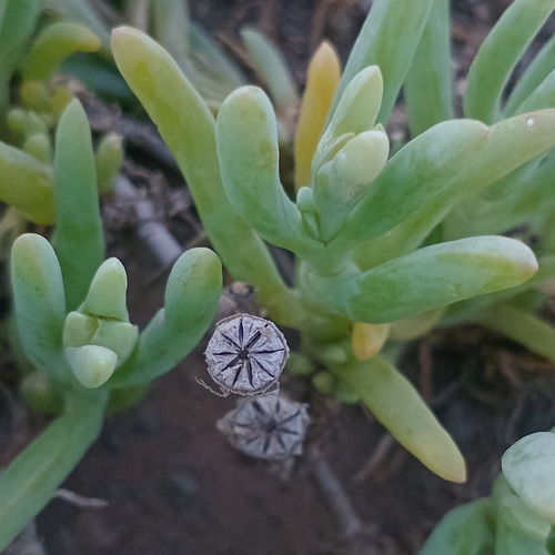 Mesembryanthemum thunbergii Haw. 2