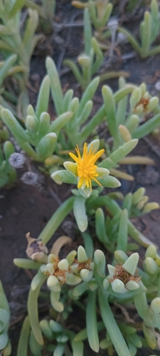 Mesembryanthemum thunbergii Haw. 3