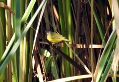Leiothlypis ruficapilla
