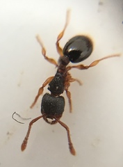 Myrmecina americana