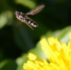 Platycheirus
