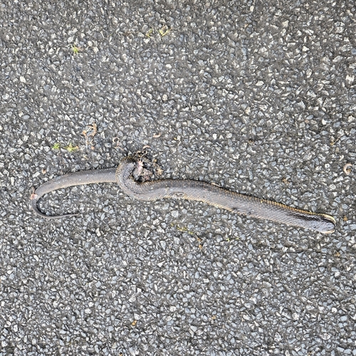 Western Tiger Snake sighting