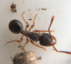Myrmecina americana