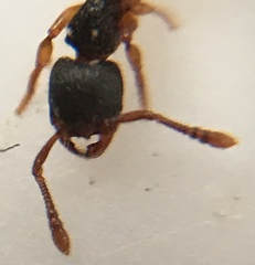 Myrmecina americana