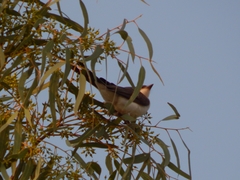 Tyrannus savana