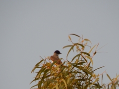 Tyrannus savana