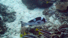 Plectorhinchus pica