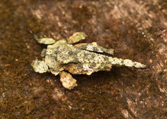 Amorphopus notabilis