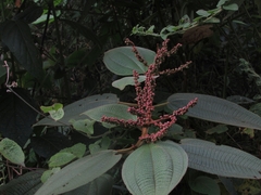 Miconia aeruginosa