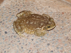 Rhinella arenarum