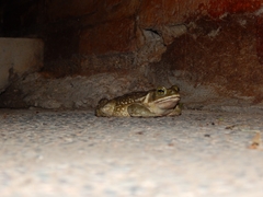 Rhinella arenarum