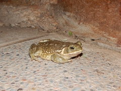 Rhinella arenarum