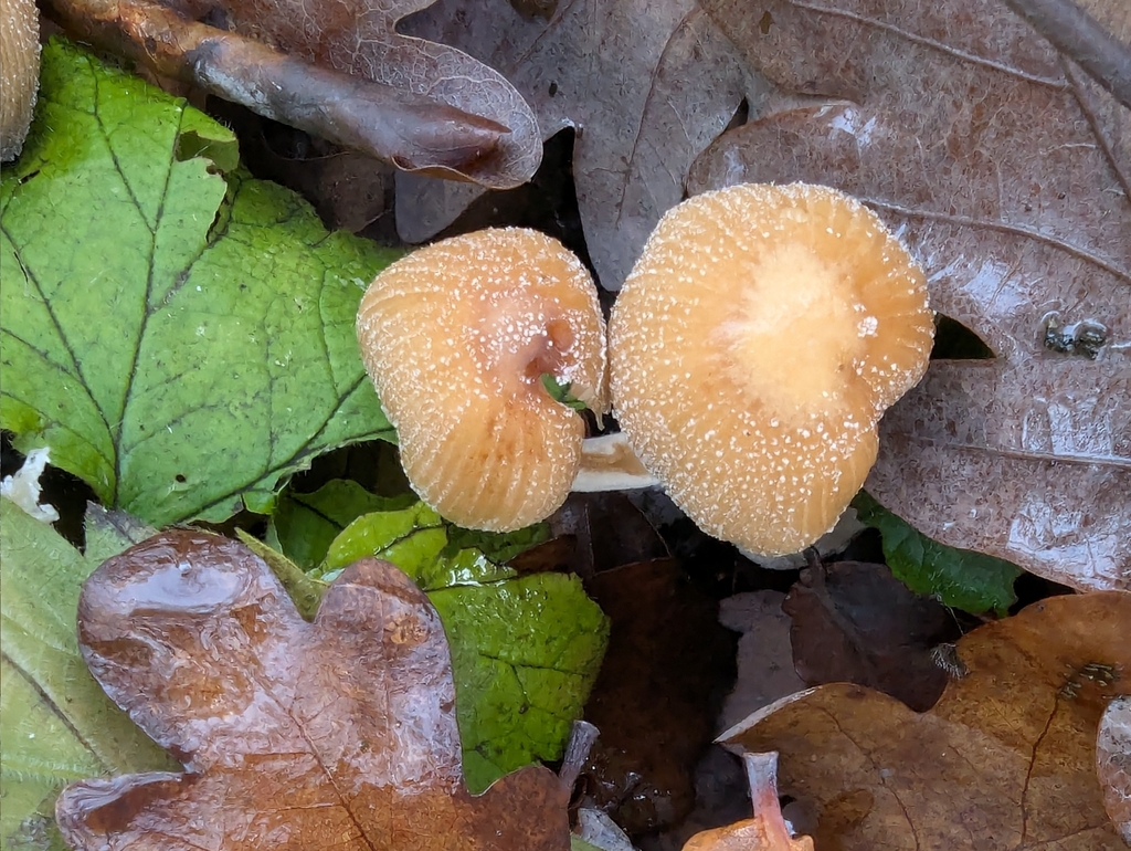 Micacei · November 2025 · photo: © pilmar (iNaturalist, cc0)