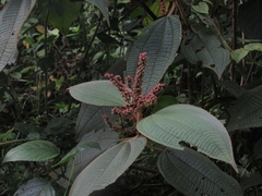 Miconia aeruginosa