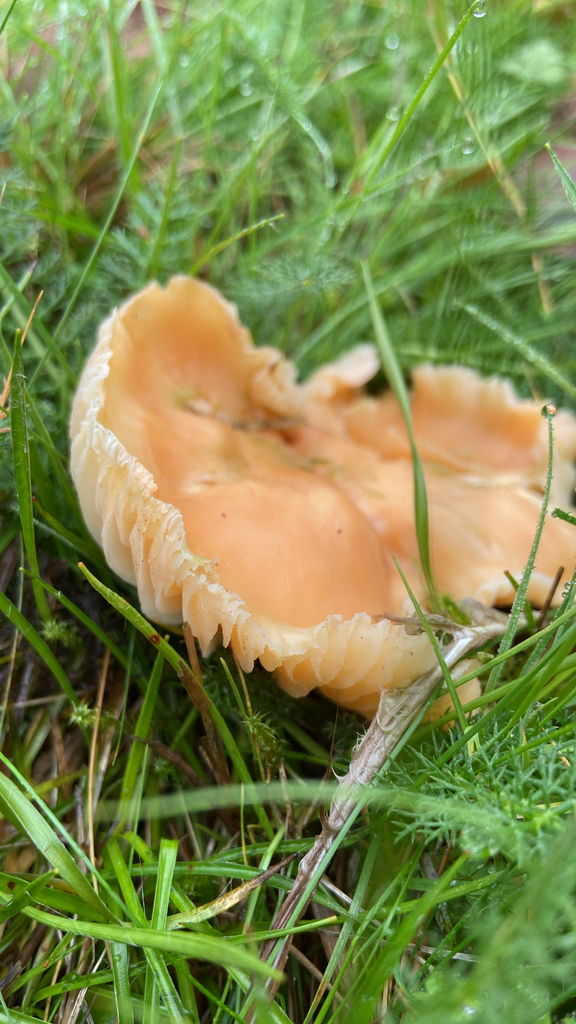 Cuphophyllus pratensis · November 2025 · photo: © gb_morris (iNaturalist, cc-by)