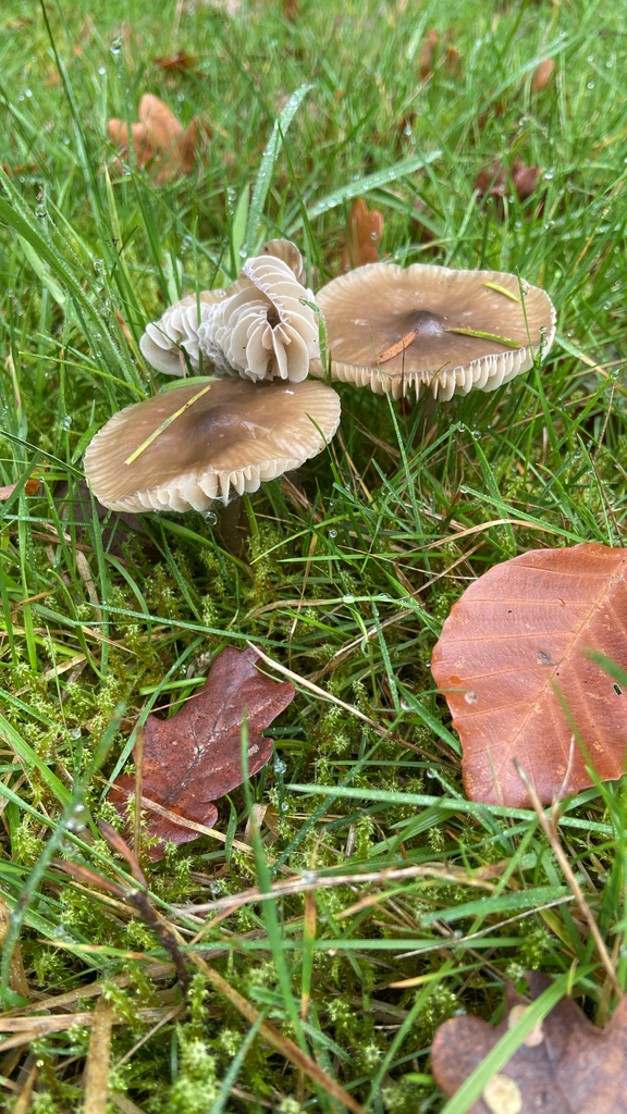 Gliophorus irrigatus · November 2025 · photo: © gb_morris (iNaturalist, cc-by)