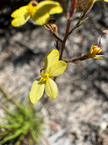 Donkey Triggerplant (Stylidium diuroides)