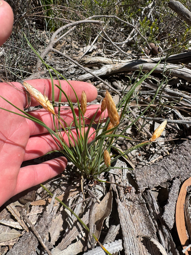 Pipe Lily (Johnsonia pubescens)
