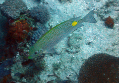 Siganus guttatus