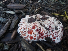 Agaricomycetes