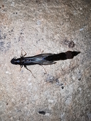 Atractocerus brasiliensis