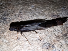 Atractocerus brasiliensis