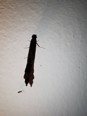 Atractocerus brasiliensis