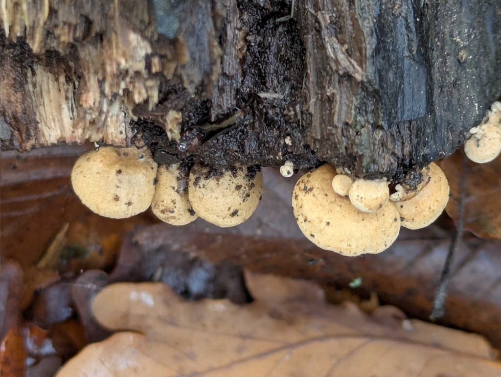 Panellus stipticus · November 2025 · photo: © pilmar (iNaturalist, cc0)
