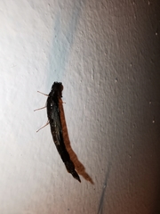 Atractocerus brasiliensis