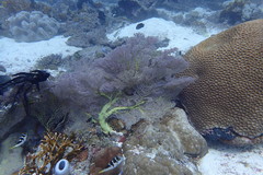 Melithaea ochracea