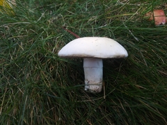 Fungi