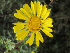 Grindelia stricta angustifolia