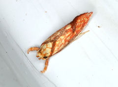 Crepidosceles chryserythra