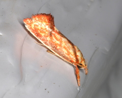 Crepidosceles chryserythra