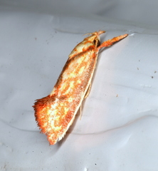 Crepidosceles chryserythra