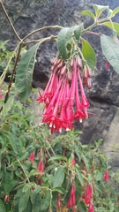 Fuchsia boliviana