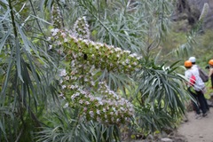 Echium sventenii image