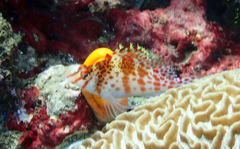 Cirrhitichthys falco