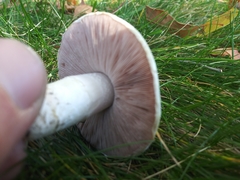 Fungi
