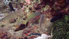 Pseudanthias huchtii