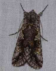 Syngrapha octoscripta